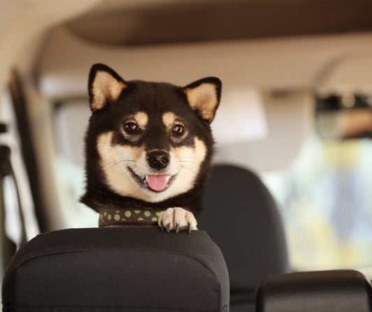 Vintertid – tänk på detta för din hund