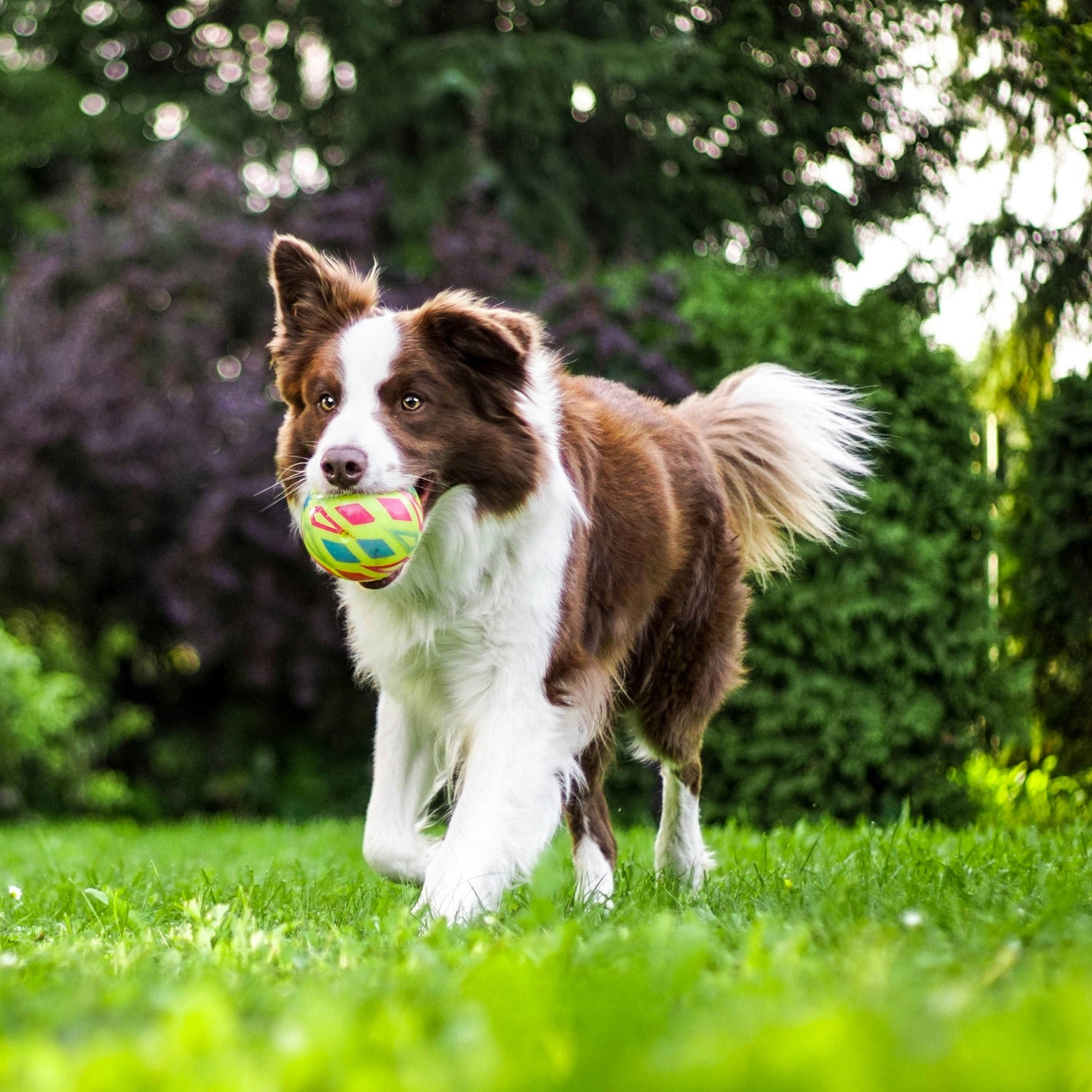 Hundprodukter
